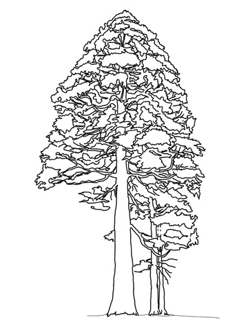 Giant Sequoia Or Redwood Coloring Page